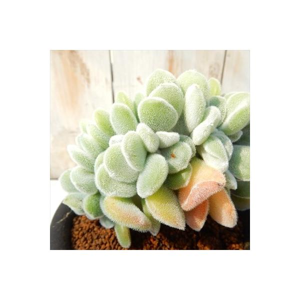 おまとめ中！多肉植物^o^  プルビナータ フロスティ エケベリア・フロスティーの育て方 – ゆるぷ