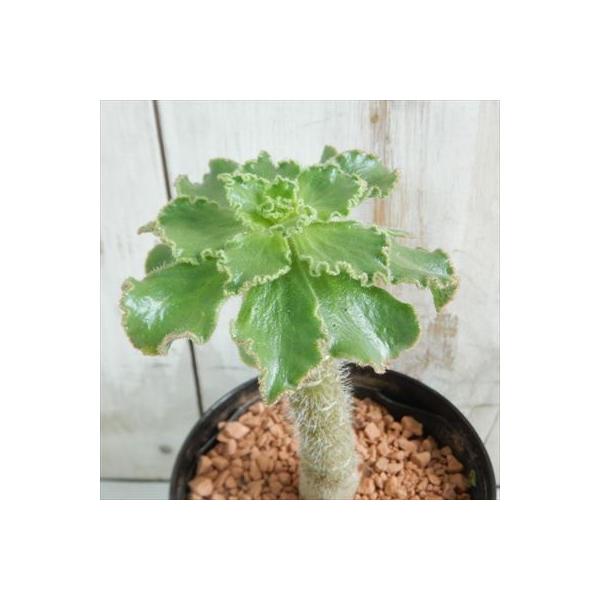 日本花キ流通 多肉植物 sdアエオニウム スミチー アエオニウム