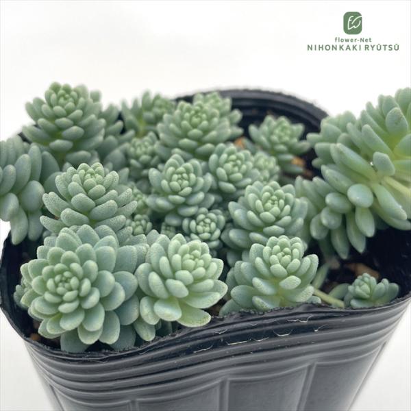 日本花キ流通 多肉植物 seセダム マジョール 多肉植物 セダム 7.5cm