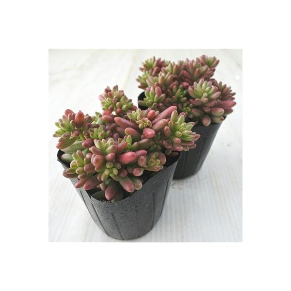 多肉植物 Seセダム オーロラ 多肉植物 セダム 9cmポット Buyee Buyee Japanese Proxy Service Buy From Japan Bot Online
