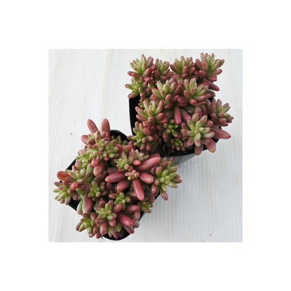 多肉植物 Seセダム オーロラ 多肉植物 セダム 9cmポット Buyee Buyee Japanese Proxy Service Buy From Japan Bot Online
