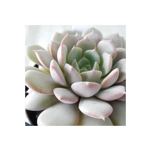 日本花キ流通 多肉植物 skエケベリア クララ 多肉植物 エケベリア 7.5