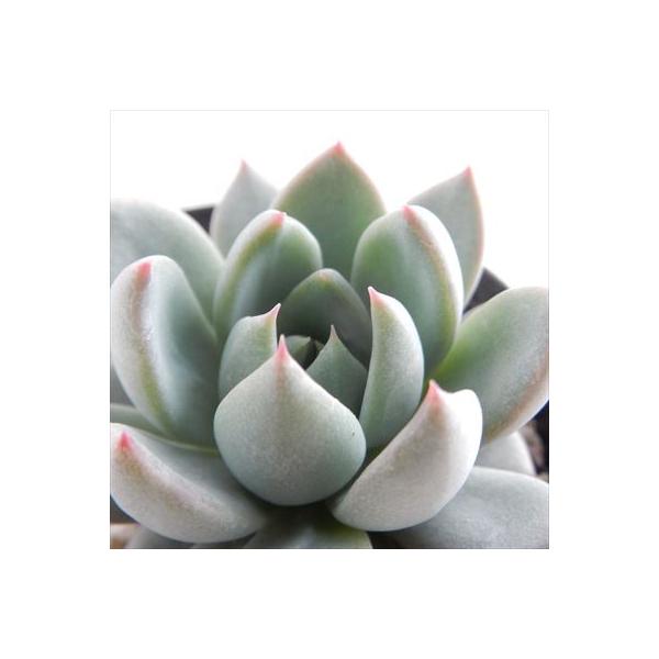 観葉植物 エケベリア 多肉植物の人気商品 通販 価格比較 価格 Com