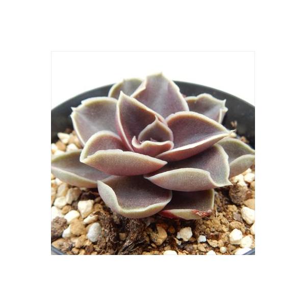 日本花キ流通 多肉植物 skエケベリア ブラックローズ エケベリア