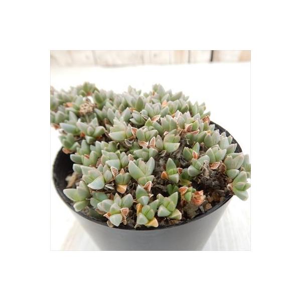 多肉植物 Swメセン ルスキア インデュラータ 多肉植物 メセン 7 5cmポット Campusturkey Az