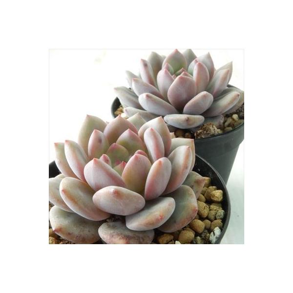 多肉植物 Swkエケベリア アリエル 多肉植物 エケベリア 7 5cmポット Buyee Buyee 提供一站式最全面最專業現地yahoo Japan拍賣代bid代拍代購服務 Bot Online