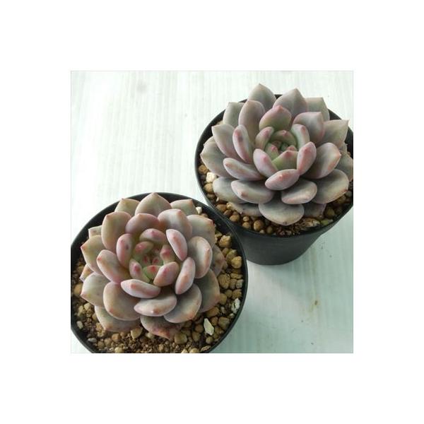 多肉植物 Swkエケベリア アリエル 多肉植物 エケベリア 7 5cmポット Buyee Buyee 提供一站式最全面最專業現地yahoo Japan拍賣代bid代拍代購服務 Bot Online