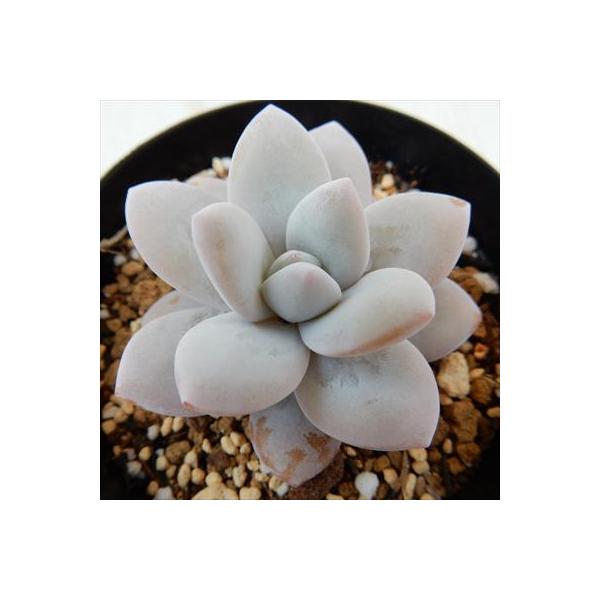 ■特徴春秋型種10℃〜25℃の過ごしやすい季節によく生長し、暑すぎたり、寒すぎる時期は休眠してしまいます。生長期：2月〜6月・9月〜11月休眠期：7月〜8月・11月〜1月■置き場所・水やり1春・秋は日当たりがよく、雨が当たらない風通しの良い...