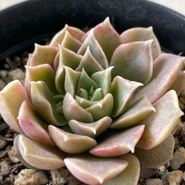 売却済み　　多肉植物 リエール苗　サンダーローズ 売却済み多肉植物 リエール苗サンダーローズ