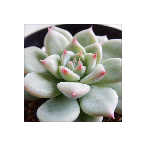 安い多肉植物 エケベリアの通販商品を比較 ショッピング情報のオークファン