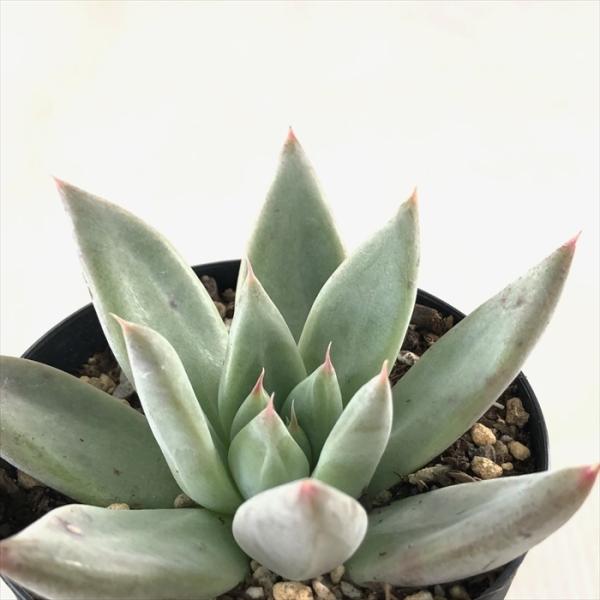 多肉植物 Swkエケベリア セブンナイツ トリマネンシス コロラータタパルパ 多肉植物 エアーマジック 韓国苗 エケベリア 7 5cmポット Swk 001 033 フラワーネット日本花キ流通 通販 Yahoo ショッピング