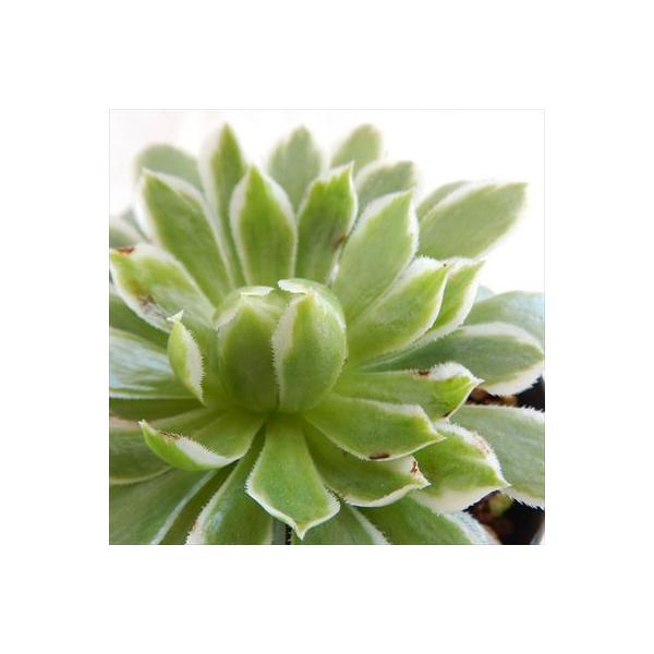日本花キ流通 多肉植物 swkアエオニウム エメラルドアイス 多肉植物