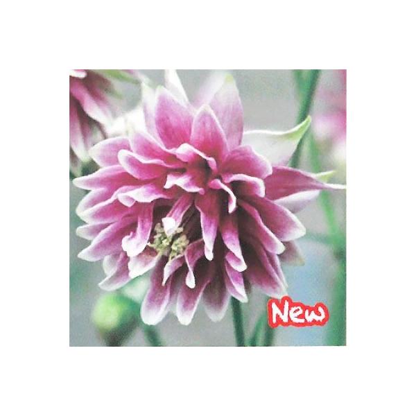 \̔ h̍炭 ANCMA c mo[ 9cm|bg dI_}L N K[fjO ԕc hc hys3 11{ȍ~
