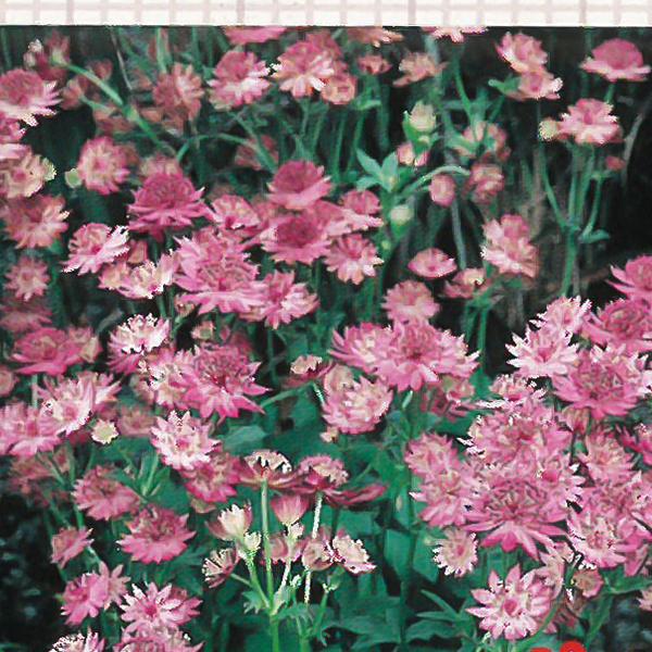 予約販売 宿根草の咲く庭 アストランティア ローマ 宿根草苗 9cmポット ガーデニング 多年草 4月下旬以降発送 Z 601 010 フラワーネット日本花キ流通 通販 Yahoo ショッピング