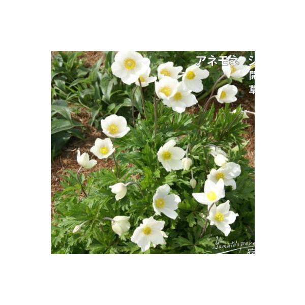 アネモネ 苗の人気商品 通販 価格比較 価格 Com