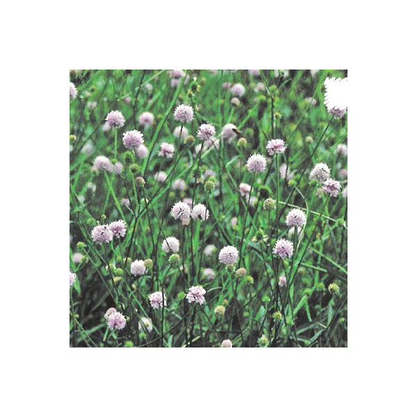 \̔ h̍炭 TNVZ c tXebhp[X 9cm|bg N K[fjO ԕc hc hys4 11{ȍ~