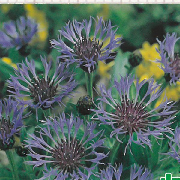 予約販売 宿根草の咲く庭 セントーレア モンタナ 宿根草苗 9cmロングポット ガーデニング 多年草 ヤグルマギク 11月中旬以降発送 Z 601 045 フラワーネット日本花キ流通 通販 Yahoo ショッピング