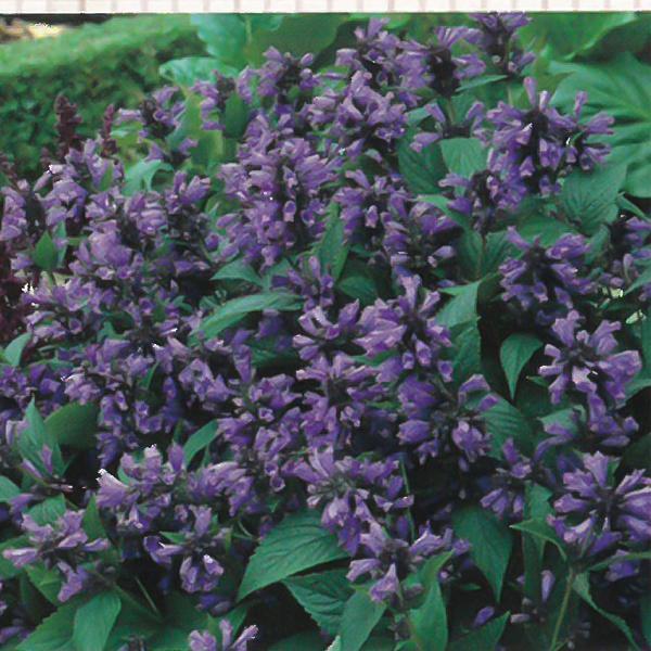 予約販売 宿根草の咲く庭 ネペタ ブルードリームス 宿根草苗 9cmロングポット ガーデニング 多年草 ミソガワソウ 11月中旬以降発送 Z 601 060 フラワーネット日本花キ流通 通販 Yahoo ショッピング