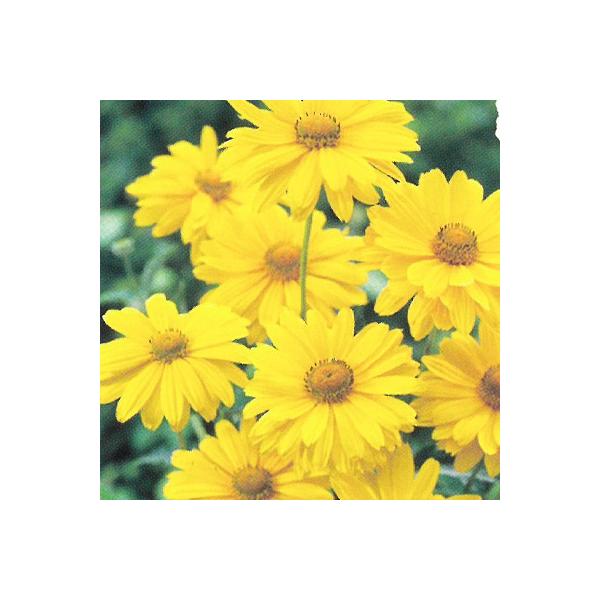 宿根草の咲く庭 ヘリオプシス ビーナス 宿根草苗 9cmロングポット 予約販売 ガーデニング 多年草 ヒメ