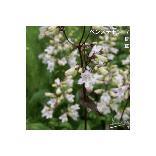 \̔ h̍炭 yXe c nXJ[bh 9cm|bg N K[fjO ԕc hc hys3 11{ȍ~