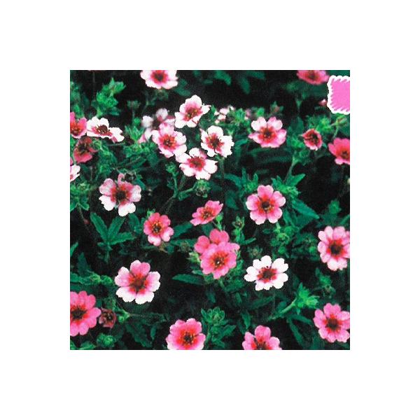 \̔ h̍炭 |eeB c VO 9cm|bg N K[fjO ԕc hc hys3 11{ȍ~