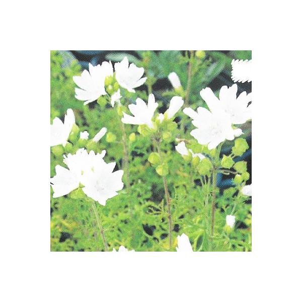 \̔ h̍炭 }o c  XJ[^Ao 9cm|bg WREAIC N K[fjO ԕc hc hys3 11{ȍ~