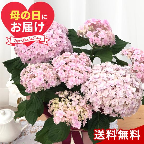 生花 アジサイ 鉢植えの人気商品 通販 価格比較 価格 Com