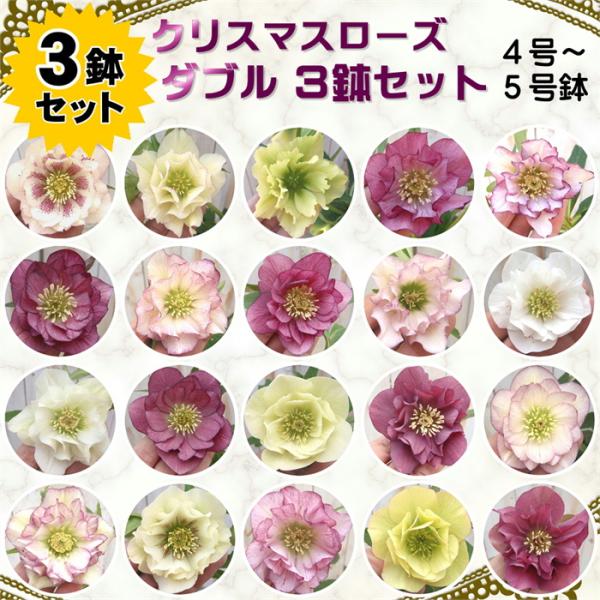 flower-net_z180130-601-101