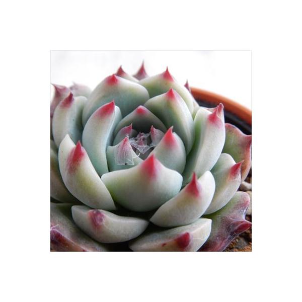 ■日当たり春秋型種10℃〜25℃の過ごしやすい季節によく生長し、暑すぎたり、寒すぎる時期は休眠してしまいます。生長期：9月〜5月休眠期：6月〜8月■水やり1春・秋は日当たりがよく、雨が当たらない風通しの良い場所に置く2夏の直射日光は避ける3...