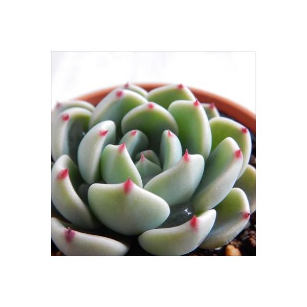 ■日当たり春秋型種10℃〜25℃の過ごしやすい季節によく生長し、暑すぎたり、寒すぎる時期は休眠してしまいます。生長期：9月〜5月休眠期：6月〜8月■水やり1春・秋は日当たりがよく、雨が当たらない風通しの良い場所に置く2夏の直射日光は避ける3...