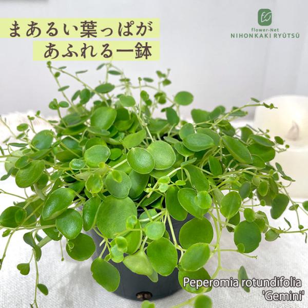日本花キ流通 観葉植物 ペペロミア ジェミニ 9cmポット 観葉植物 小型
