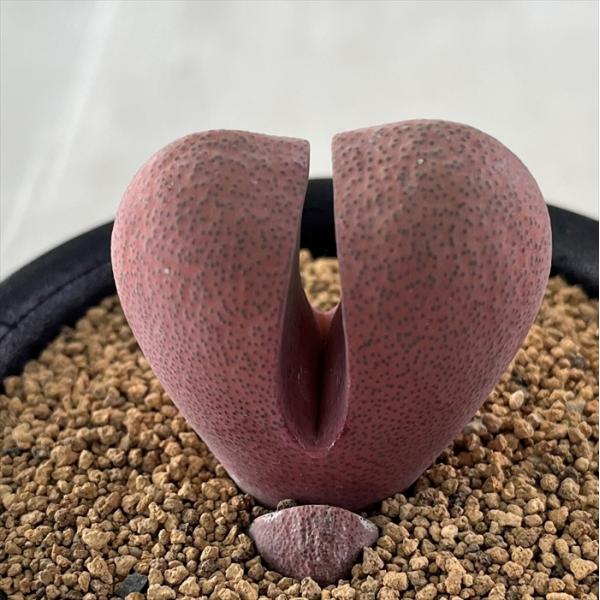 日本花キ流通 多肉植物 osプレイオスピロス 紫帝玉 おもしろ 多肉植物