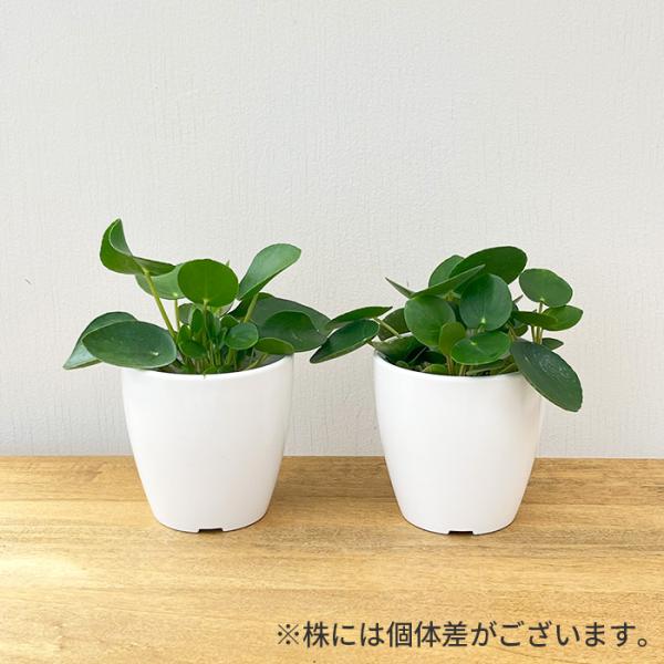 観葉植物 cot ピレア ペペロミオイデス 3.5号鉢 観葉植物 小