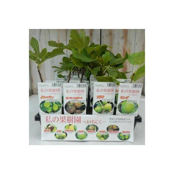 選べるいちじく イチジク 鉢植え専用柑橘苗 9cm ポット Maxim Tours Com