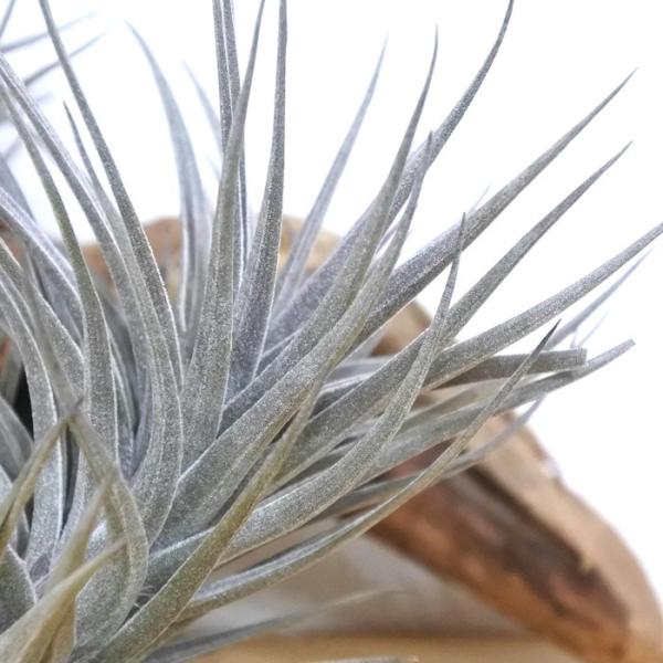 エアープランツ チランジア 超人気 専門店 アエラントス ニグラ エアプランツ 観葉植物