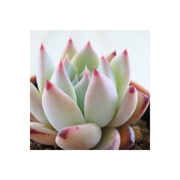 ■日当たり春秋型種10℃〜25℃の過ごしやすい季節によく生長し、暑すぎたり、寒すぎる時期は休眠してしまいます。生長期：2月〜6月・9月〜11月休眠期：7月〜8月・11月〜1月■水やり1日当たりがよく、雨が当たらない風通しの良い場所に置く2夏...