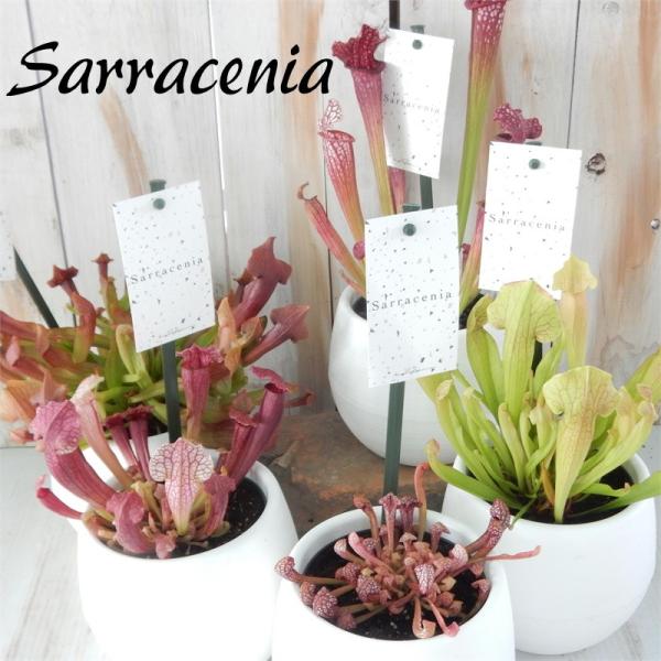 選べるサラセニア 食虫植物 着後レビューで 送料無料 4 5号鉢