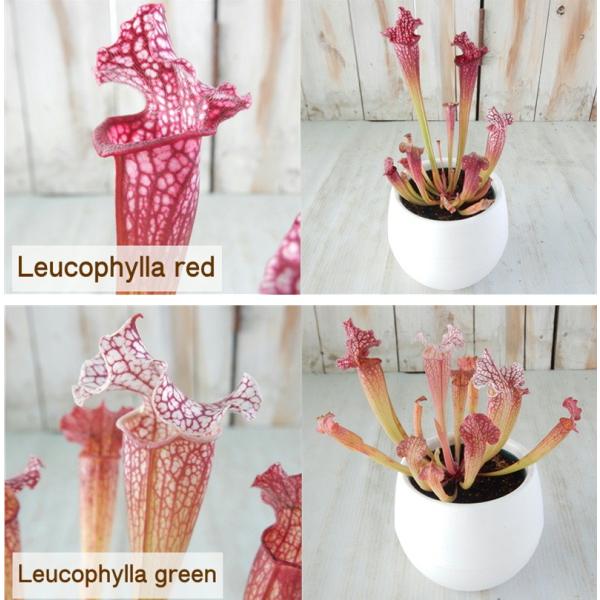 選べるサラセニア 食虫植物 4 5号鉢 毎日激安特売で 営業中です