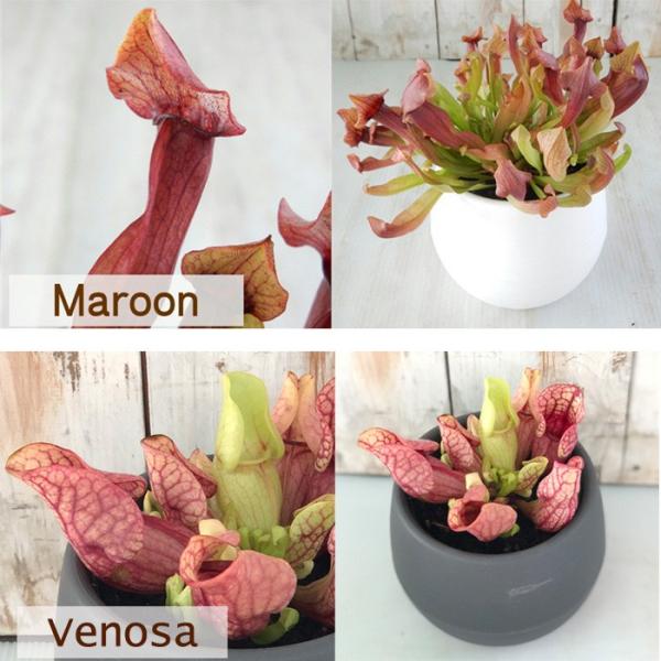 選べるサラセニア 食虫植物 4 5号鉢 毎日激安特売で 営業中です