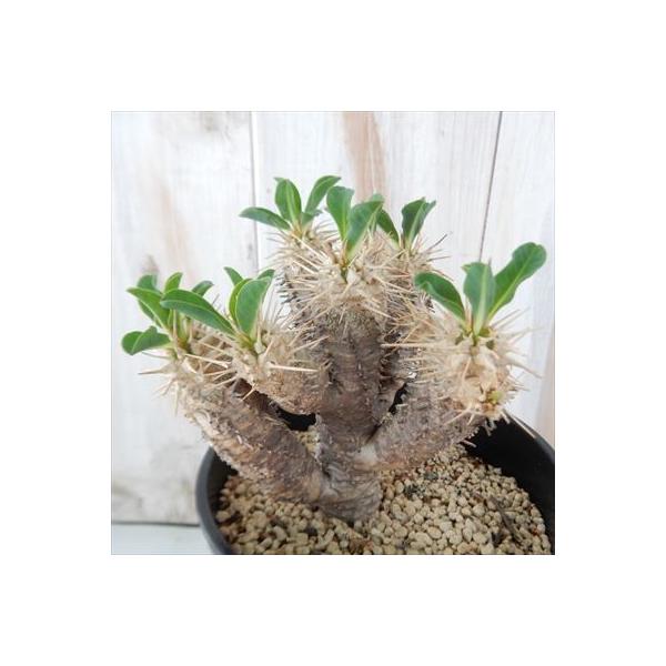 多肉植物 Caユーフォルビア ギラウミニアナ 0417 13 多肉植物 コーデックス 現品販売 Portal Caymangateway Com