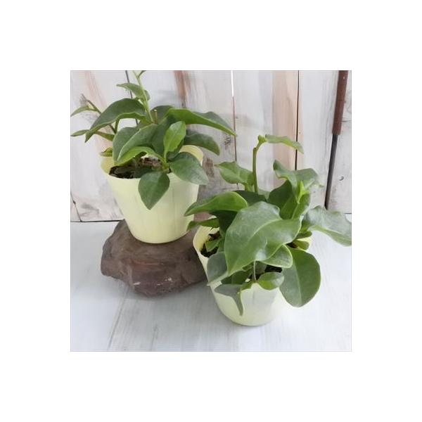 日本花キ流通 おかわかめ苗 宮古島オカワカメ 10.5cmポット オカワカメ