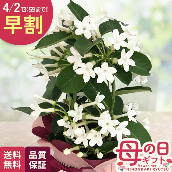 ジャスミン 生花の人気商品 通販 価格比較 価格 Com