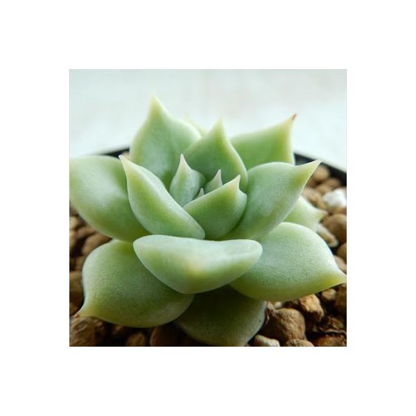 多肉植物 Swkエケベリア メキシカンジャイアント 静夜 多肉植物 エケベリア 7 5cmポット Thefilmcorner Eu