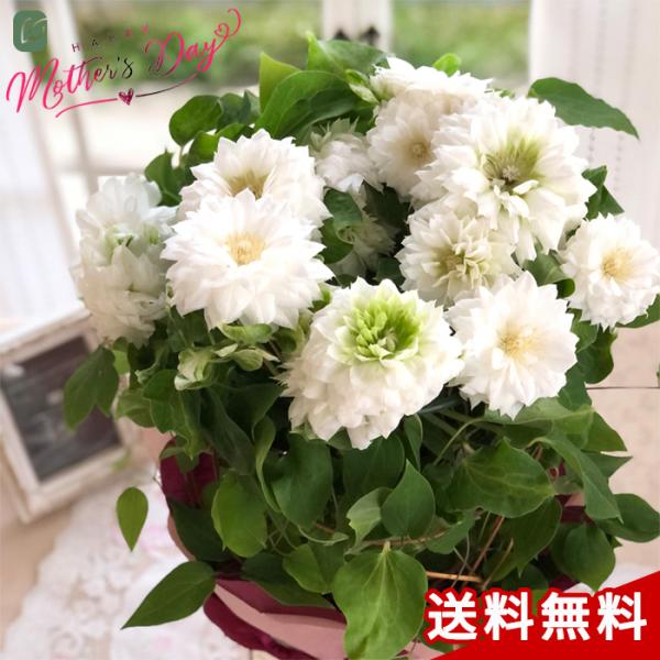 生花 クレマチス 花の人気商品 通販 価格比較 価格 Com