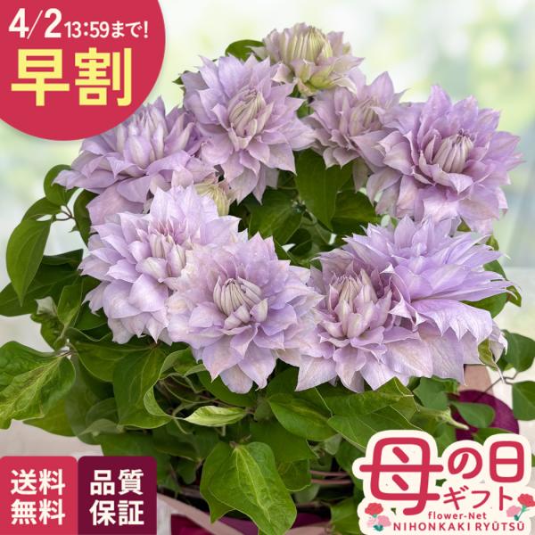 生花 クレマチス 花の人気商品 通販 価格比較 価格 Com