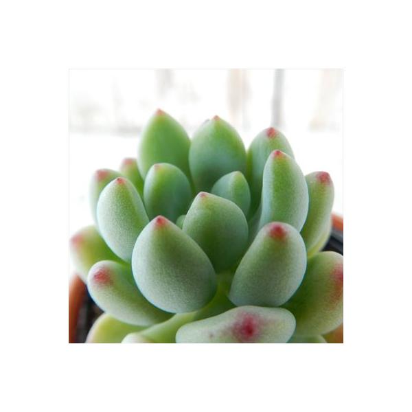 ■日当たり春秋型種10℃〜25℃の過ごしやすい季節によく生長し、暑すぎたり、寒すぎる時期は休眠してしまいます。生長期：2月〜6月・9月〜11月休眠期：7月〜8月・11月〜1月■水やり1春・秋は日当たりがよく、雨が当たらない風通しの良い場所に...