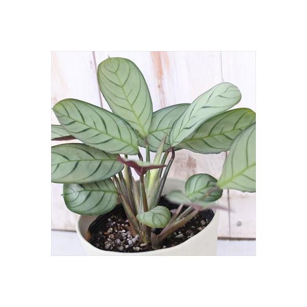 日本花キ流通 観葉植物 カラテア マランタ アマグリス 4号鉢 小型