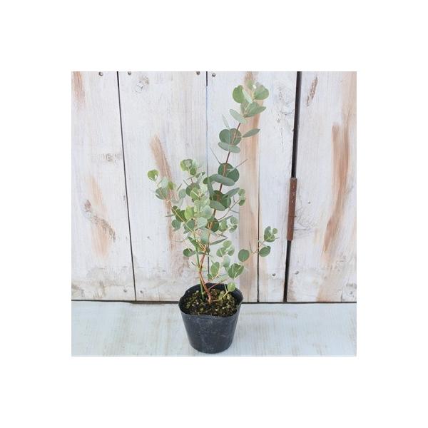 ハートリーフユーカリ ウェブステリアナ 9cmポット 観葉植物 ハーブ Buyee Buyee Japanese Proxy Service Buy From Japan Bot Online