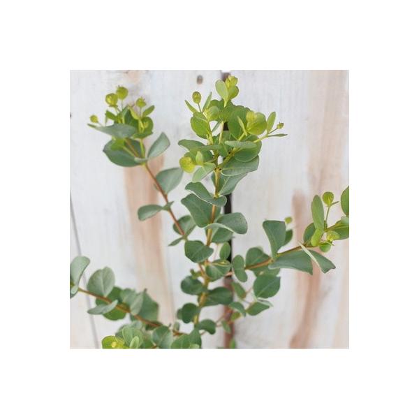 ハートリーフユーカリ デシピエンス ディシペンス 9cmポット 観葉植物 ハーブ Buyee Buyee 日本の通販商品 オークションの代理入札 代理購入