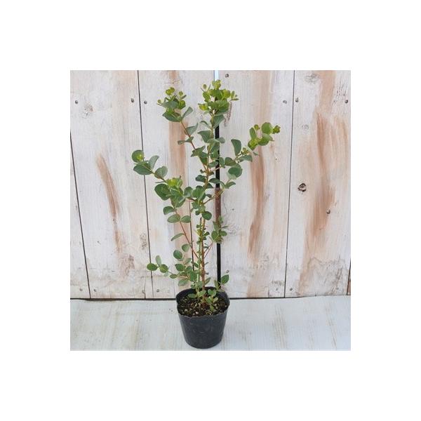 ハートリーフユーカリ デシピエンス ディシペンス 9cmポット 観葉植物 ハーブ Buyee Buyee 日本の通販商品 オークションの代理入札 代理購入